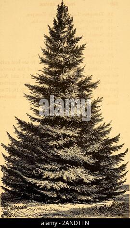 Forest trees, for shelter, ornament and profitA practical manual for their culture and propagation . n Preface 1. White Oak—Quercus alba. 2. Bur Oak—Q. macrocarpa. 3. Sugar Maple—Acer saccharinum. 4. White Ash—Fraxinus Americana. 5. Blue Ash—F. quadrangulata. 6. Red Ash—F. pubescens. 7. Black Walnut—Juglans nigra. 8. Butternut—J. cinerea. 9. Chestnut—Castanea vesca. 10. Shellbark Hickory—Carya alba. 11. Pignut Hickory—C. glabra. 12. Linden, or Basswood—Tilia Americana. 13. Tulip Tree—Liriodendron tulipifera. 240 FOREST TREES, 14. European Larcli—Larix Europea. 15. Korway Spruce—Abies excelsa, Stock Photo