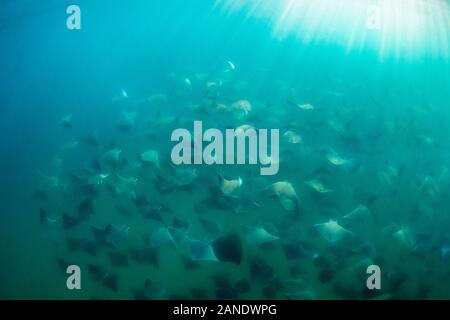 large school of Munk's Devil Rays, mobula munkiana, Cabo San Lucus, Baja California, Sea of Cortez, Baja California, Gulf of California, Mexico, Pacif Stock Photo