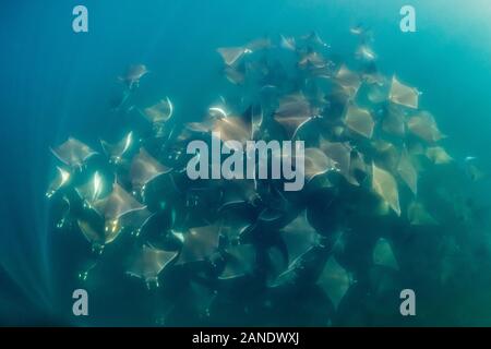 large school of Munk's Devil Rays, mobula munkiana, Cabo San Lucus, Baja California, Sea of Cortez, Baja California, Gulf of California, Mexico, Pacif Stock Photo