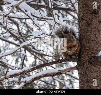 a cute fatty squirrel standing on a branch of a tree staring at the camera surrounded by branches covered with snow during winter in 2020 Stock Photo