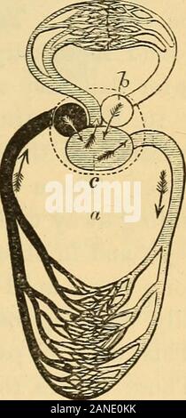 Animal life in the sea and on the land . The Circulation of Cold-blooded Animals.—The heartof the turtle contains three cavities, two auricles and aventricle. This formation of the heart gives to all reptiles a peculiar circula-tion which characterizes them as cold-blooded animals, and which is of somuch interest in this connection thatwe will try to understand it at once. 7. After the blood is purified in thelungs, it enters the left auricle (Fig.143, b), while the impure blood from thebody enters the right auricle (a). Thepure blood from the left auricle, andthe impure blood from the right a Stock Photo