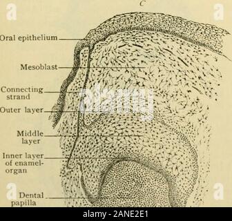 Human anatomy, including structure and development and practical considerations . Mesoblast Oral epithelium.