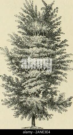 The art of beautifying suburban home grounds of small extentWith descriptions of the beautiful and hardy trees and shrubs grown in the United States . it has notthe appearance of growing so rapidly. Thecomparative growth of the English, theScotch, and the American elms, may beseen to great advantage near the Mall inthe New York Central Park. Fig. 103 illus-trates the form and style of an English elm,fifteen years after planting. As an ornamental tree the English elm partakes of the charac-ter of the oaks in its branching; but in the massing of its foliage,and the play of lights and shadows on Stock Photo