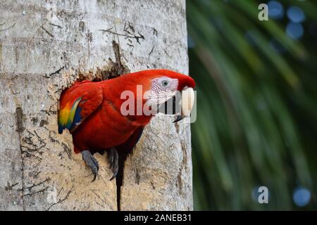 A Scarlet Macaw in to the nest in the old palm tree