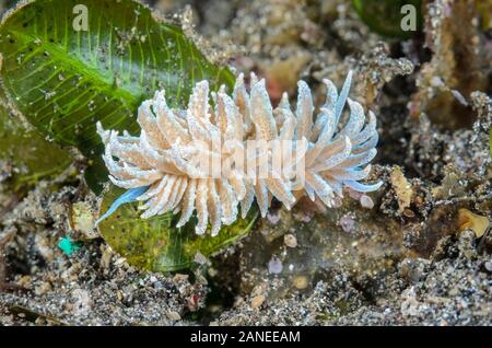 sea slug or nudibranch, Phyllodesmium crypticum, Lembeh Strait, North Sulawesi, Indonesia, Pacific Stock Photo