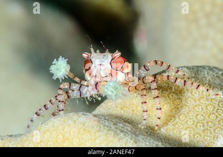 Mosaic Boxer crab, Lybia tesselata, Lembeh Strait, North Sulawesi, Indonesia, Pacific Stock Photo