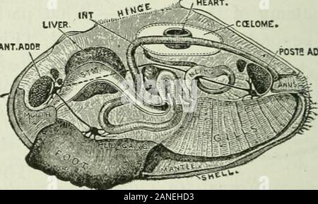 Beginners' zoology . A kind of HEART. LIVER C a LOME. ANT. POSTS AOpi.MUS... Fig. 193. — Anatomy of Mussel. (Beddard.) MOLLUSCS lOI chamber for the gills is made by the joining of the mantleflaps below, along the ventral line. The mantle edges areseparated at two places, leaving openings called cxJialejitand inhaleJit sipJions. Fresh water with its oxygen, propelled by cilia at theopening and on the gills, enters through the lower orinhalent siphon, passes between the gills, and goes to anupper passage, leaving the gill chamber by a slit whichseparates the gills from the foot. ?X^ Stock Photo