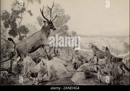 General guide to the exhibition halls of the American Museum of Natural History . £. y *S2 0a«TV«| Oft*! S& *KB ssa -*£*J:. (Above) SAMBAR ATTACKED BY WILD DOGS (Left) THE LEOPARD GROUP IN SOUTH ASIATIC HALL :ortv strong. In combination these fierceinimals attack and kill animals as large as theSambar. The Black Buck (the adult male alone isDlackish, the females and young males being-ellowish-brown) is found in the high plainsCountry. Here also lives the Chinkara, thendian gazelle. The Muntjac, or Barking Deer, is one ofhe most primitive of the true deer, Males,n addition to bearing small antl Stock Photo