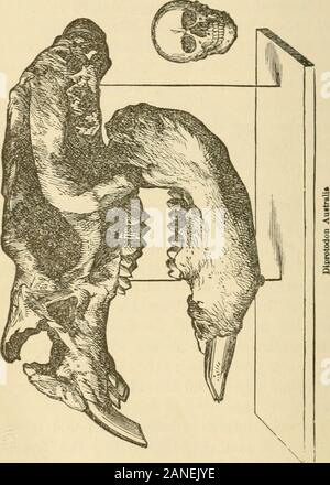 Our planet, its past and future; or, Lectures on geology . gigantic kangaroos, that must have nearlyequalled the hippopotamus in size, has been named, byOwen, diprotodon (animal having two front teeth). Theskull, which is now in the British Museum, metisuresthree feet in length. The hind limbs were muchshorter and stronger, and the front limbs were longerand larger, than thoAO of the living kangaroo. Theskull (Fig. 49), with part of the skeleton, was discoveredin a pliocene deposit on the Plains of Darling Downs,Australia. In the same formation have been found the i-cmainsof a carnivorous mars Stock Photo