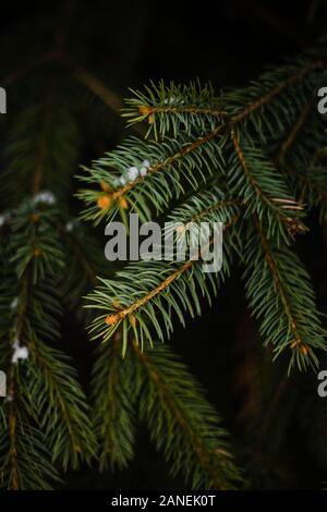 Pine tree needles covered with some snow Stock Photo