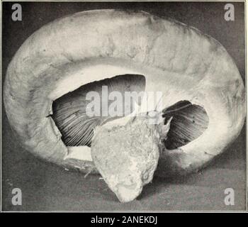 Mushrooms and other common fungi . rownish tinge; fleshwhite or slightly yellow; gills sulphur yellow, crowded, rounded behind, and almostfree; stem stout, solid, pale yellow, or white. Cap 2 to 3 inches broad; stem 1 to 2 inches long, one-half to three-fourths inch thick.(PI. XIII, fig. 1; PI. XIV, fig. 3.) This species has a fairly wide geographical distribution and occurs very abundantlyin Virginia, Maryland, and the District of Columbia from the middle of Novemberuntil about Christmas. It is to be found in pine woods, where it forms irregular orincomplete fairy rings. The plants exert cons Stock Photo