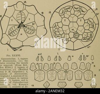 A treatise on zoology . ur plates, of which the right, left, and anterior bear armfacets, apparently as in Hemicosmites; the posterior tegminal plate is verythick and porous (a madreporite). In Juglamlocrinus (Fig. XXXVI. 5), asin a young Caryocrinus, the food-grooves are subtegminal, and come to thesurface on the upper margins of three large plates, which are right, left,and anterior in position, and alternate with three smaller plates. Thesesix plates exactly correspond to the tegminal plates of Hemicosmites; acentral plate over the mouth, and three plates covering the food-grooves,represent Stock Photo