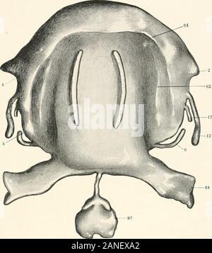 Contributions to the anatomy and development of the salivary