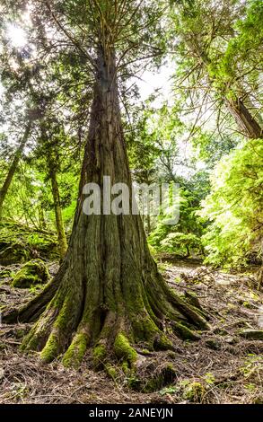 Red Cedar tree trunk on a steep hillside in Moran State Park, Orcas Island, Washington. Stock Photo