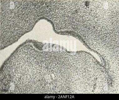 Contributions to the anatomy and development of the salivary glands in the mammalia . FIG.71.. FIG.72. Stock Photo
