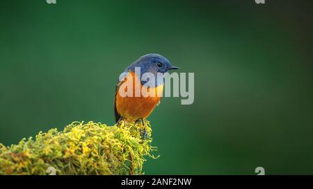 Exotic blue bird, the Blue-fronted Redstart (Phoenicurus frontalis) perching on top of the wooden stick on blur green background,colourful bird,Northe Stock Photo