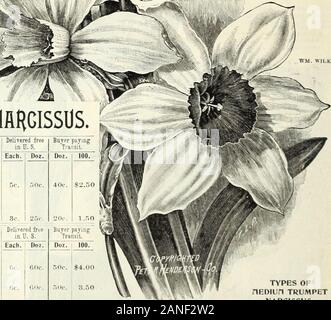 Autumn bulb catalogue : 1900 . while. A very distinct andpretty variety. (See cut. laeedsii. (Type.) Pure white star-like flowers.Cuii at first slightly tinted, butchaugesto white.. very jiretty variety.exceedingly sweit scented,a fiif bloomer, and fine for forcing as well asfor open ground jilutiting WHITE (Si YELLOWlfARIETlES, Backhoiisi, Wm. Wilks. Large broad petaledllower. Mulphiiry uhiti-. with orange yellow cup;very distinct and beautlfid. {Siv eut.) IiOrenzo. A beniitlfid variety, withcream.v whiteperiaTilh. the pelnls of which are long and thewlinU Ibiwcr l.irgc, cuj) golden yellow