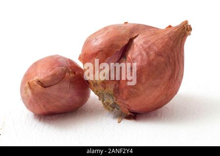 Fresh shallots isolated on white background Stock Photo