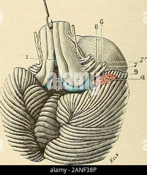 Lettres physiologiques. 1, nerf olfactif ; 2, nerf optique ; 5