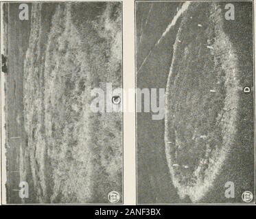 Journal of Agricultural Research . Journal of Agricultural Research Washington, D. C. Habits of the Cotton Rootrot Fungus Plate 6. Stock Photo