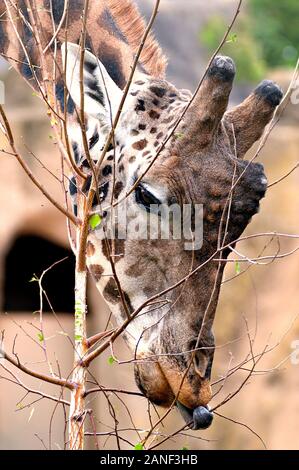 Rothschild Giraffe at Melbourne Zoo uses its prehensile tongue to selectively feed on a young tree. Stock Photo