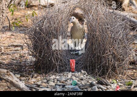 Great Bowerbird standing in his bower looking at red shotgun cartridge in bower's entrance. Stock Photo