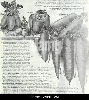 Farm and garden annual, spring 1906 . DANISH MARKET CAULIFLOWER. CURRIE BROTHERS CO. FARM AND GARDEN ANNUAL 13 WE DELIVER ALL, SEEDS offered onthis page TO ANY POST-OFFICE INTHE UNITED STATES. DEDUCT 10c PER LB. IF SHIPPED BYEXPRESS AT PURCHASERS EX-PENSE. CARROT. German, Moehre. French, Carotte. For the successful cultivation of this root the soil should be light (sandy soil is best) and deeply tilled. For an early crop the seed should be sown as early as the. ground can be. .properly worked. For later crops it may be sown any time until about the middle of June. Sow in rows about 15 inches a Stock Photo