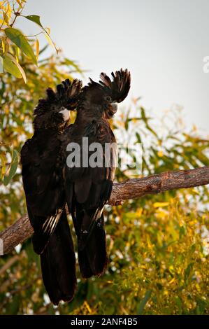 Two Red-tailed black cockatoos in a tree in Townsville, Queensland. Stock Photo