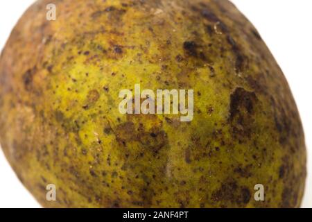 Mangifera Odorata or Kwini or Saipan mango is a mango species isolated on white white. Selective focus. Stock Photo