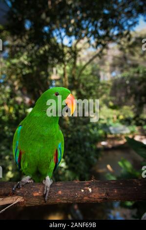 Male Eclectus parrot perched on a tree limb in the tropical rainforest of Kuranda in Queensland, Australia. Stock Photo