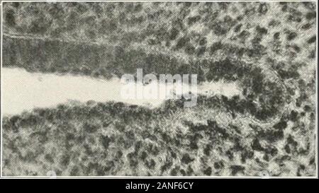 Contributions to the anatomy and development of the salivary glands in the mammalia . Fig. 46.. inc. 47. Stock Photo
