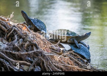 Turtles sitting on tree roots along a lake warming themselves in the sun Stock Photo