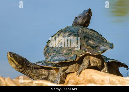 Turtles sitting on tree roots along a lake warming themselves in the sun Stock Photo