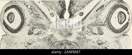 Contributions to the anatomy and development of the salivary glands in the mammalia . Fig. 38.. Stock Photo