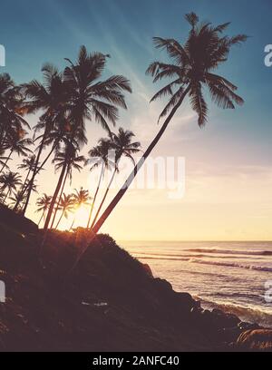 Coconut palm trees silhouettes at sunrise, color toning applied, Sri Lanka. Stock Photo