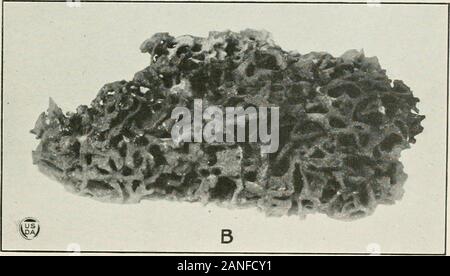 Journal of Agricultural Research . Journal of Agricultural Research Washington, D. C. Termites of the Canal Zone Plate 8 Stock Photo