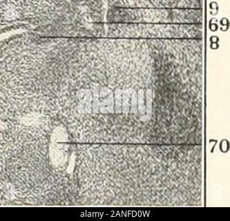 Contributions to the anatomy and development of the salivary glands in the mammalia . :iO- Stock Photo