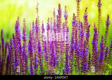 Purple sage flowers blossom close up, green grass, yellow sunlight blurred background, blooming violet salvia sunny morning field, summer landscape Stock Photo