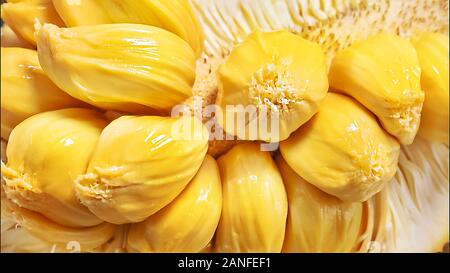 Artocarpus intege or Cempedak (Malay) or Champada (Thai), in Moraceae family, the local fruit in South East Asia. Stock Photo