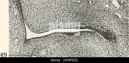 Contributions to the anatomy and development of the salivary glands in the mammalia . FTG.23. Stock Photo