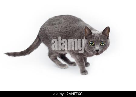 Isolated studio shot of a grey cat crouched down. Russian blue cat on white background Stock Photo