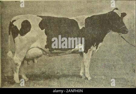 Oklahoma farmer . January 10, 1917. THE OKLAHOMA FARMER 37 Registered Holsteins At Auction White Horse Dairy Farm El Reno, Oklahoma, Thursday, January 18,1917 30 Registered Cows and Heifersalso 25 High Grade Holstein Cows 20 head of registered cows from 2 to 6 years old, either freshor to be fresh soon. 5 Registered yearling heifers.5 Registered heifer calves.1 Registered bull calf. Many of the above cows and heifers are sired byand bred to bulls out of dams with records of 30pounds of butter in seven days. The 25 high grade cows are big, juicy ones, most all ready to go to work at the pail, b Stock Photo