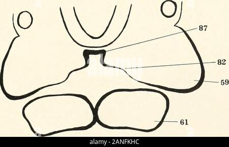 Contributions to the anatomy and development of the salivary glands in the mammalia . Fig. 3.. Fig. 4. PLATE XLIl Stock Photo