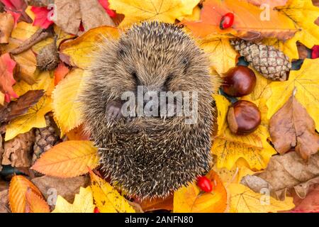 Hedgehog (Scientific name: Erinaceus europaeus) Native, wild European hedgehog curled into a ball in colourful Autumn or fall leaves.  Landscape. Stock Photo