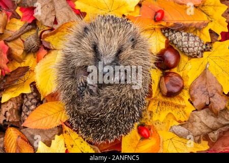 Hedgehog (Scientific name: Erinaceus europaeus) Native, wild European hedgehog curled into a ball in colourful Autumn or fall leaves.  Landscape. Stock Photo