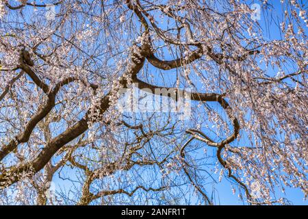 Cherry tree against blue sky in Tokyo, Japan