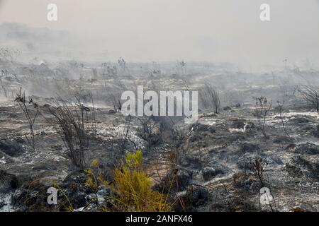 The ground still smouldering after a wildfire rips through dry fynbos on the Cape Peninsula in South Africa Stock Photo