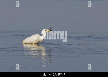 great egret (Ardea Alba Modesta) in the Bavarian Chiemsee, foraging and fishing, partly on ice in the cold season Stock Photo