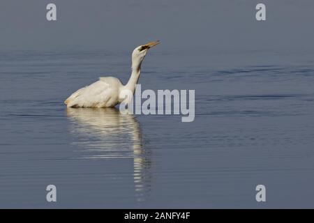 great egret (Ardea Alba Modesta) in the Bavarian Chiemsee, foraging and fishing, partly on ice in the cold season Stock Photo