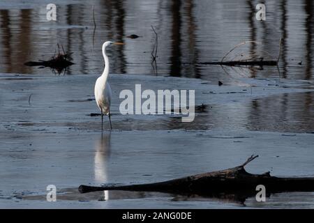 great egret (Ardea Alba Modesta) in the Bavarian Chiemsee, foraging and fishing, partly on ice in the cold season Stock Photo